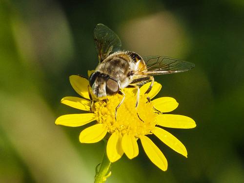 Eristalis arbustorum