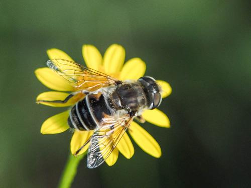 Eristalis arbustorum
