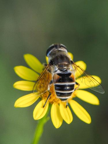 Eristalis arbustorum