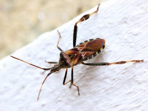 Leptoglossus occidentalis