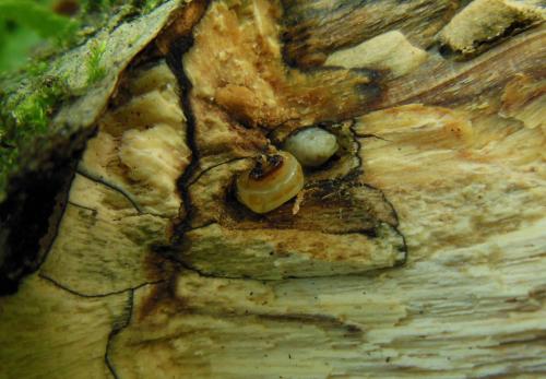 Saphanus piceus