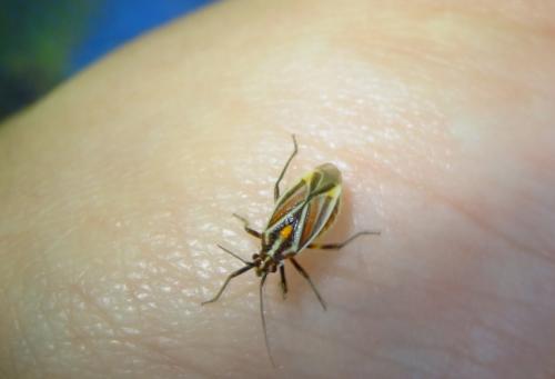 Horistus orientalis