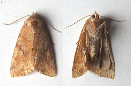 Réf. 172 400 : Cosmia trapezina