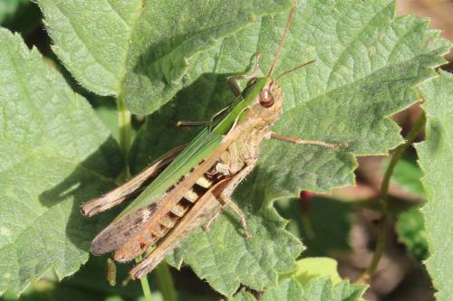 Réf. 172 076 : Omocestus rufipes