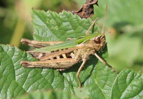 Réf. 172 198 : Omocestus rufipes