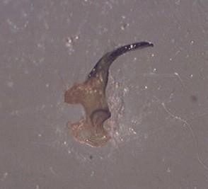 Réf. 172 849 : Spilostethus furcula