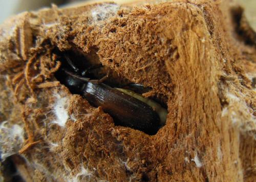 Saphanus piceus