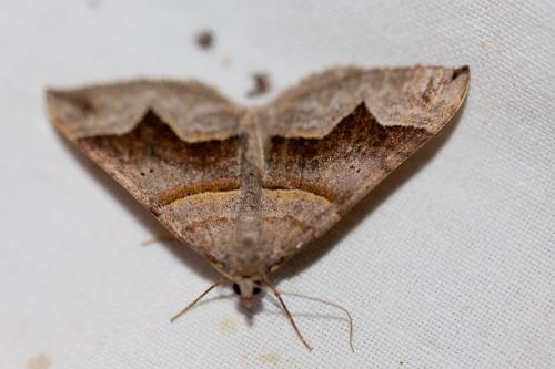 Réf. 172 005 : Scotopteryx sp.