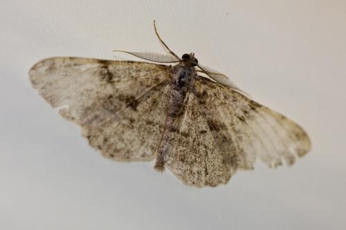 Réf. 172 044 : Peribatodes rhomboidaria
