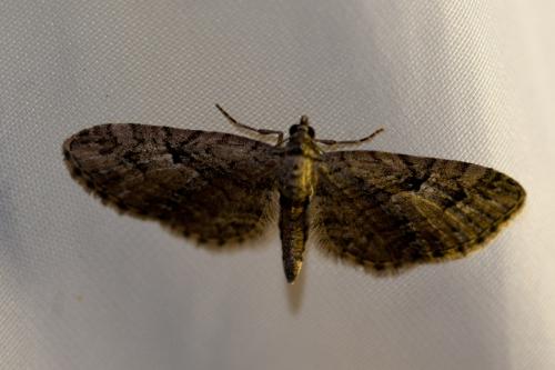 Réf. 172 045 : Eupithecia pusillata