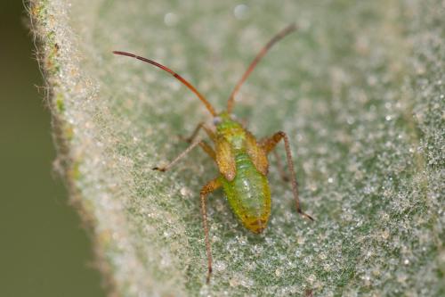 Réf. 172 314 : Adelphocoris lineolatus