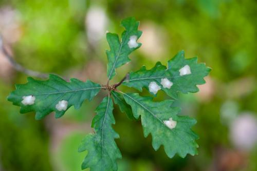 Tischeria ekebladella