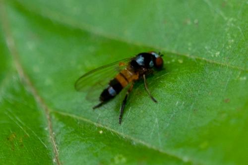 Callomyia amoena