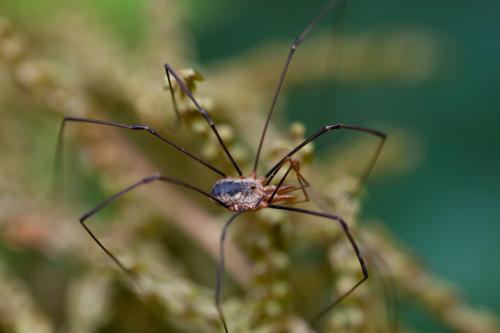 Phalangium opilio