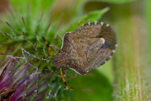 Réf. 172 322 : Peribalus strictus vernalis
