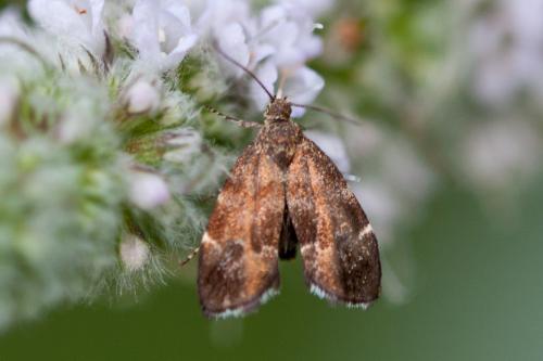 Anthophila fabriciana