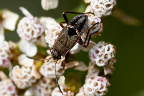Rhyparochromus pini