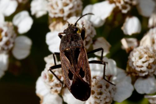 Rhyparochromus pini