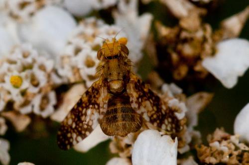 Réf. 172 467 : Oxyna flavipennis
