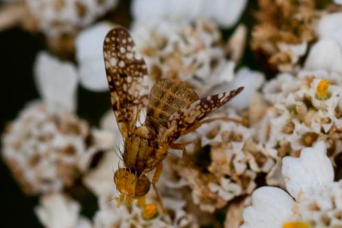 Réf. 172 468 : Oxyna flavipennis