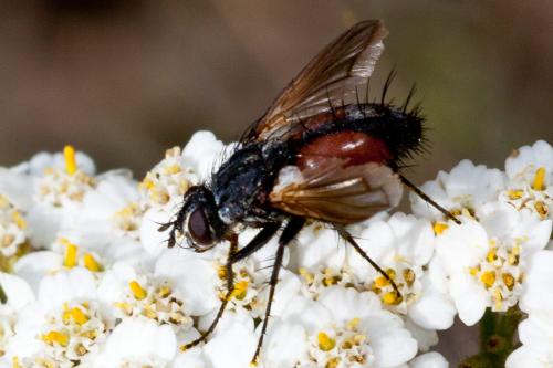 Réf. 172 530 : Eriothrix rufomaculata