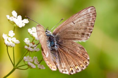 Réf. 172 472 : Polyommatus sp.