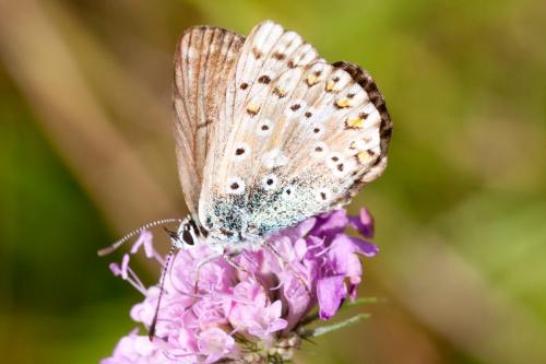 Réf. 172 473 : Polyommatus sp.