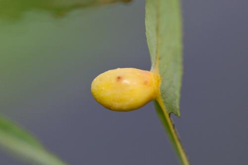 Euura sp.