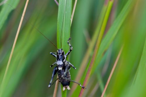Antaxius pedestris pedestris