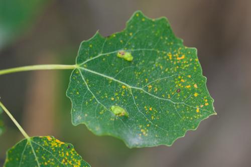 Phyllocoptes populi
