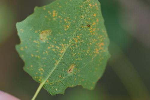 Phyllocoptes populi