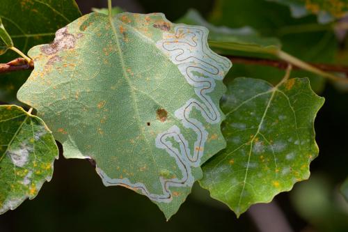 Phyllocnistis labyrinthella