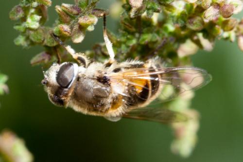 Eristalis arbustorum