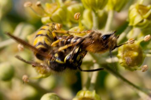 Dolichovespula media