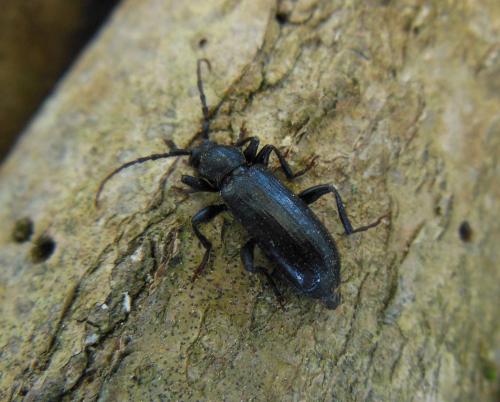 Saphanus piceus
