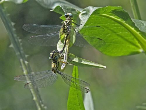 Stylurus flavipes