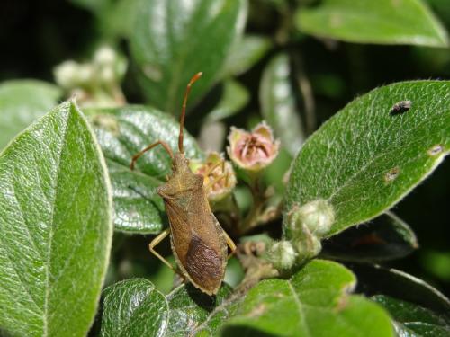 Gonocerus acuteangulatus