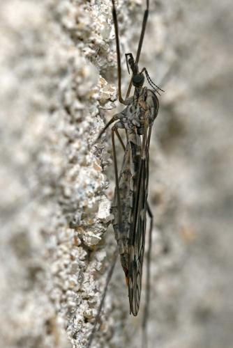 Réf. 172 329 : Tipula sp.