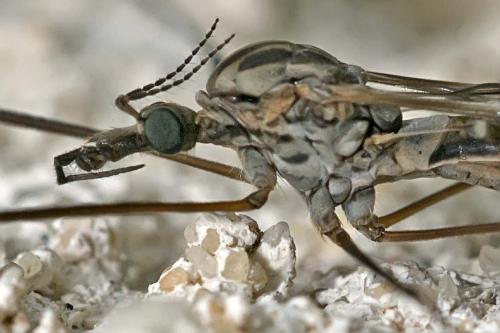 Réf. 172 330 : Tipula sp.