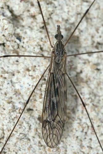 Réf. 172 328 : Tipula sp.