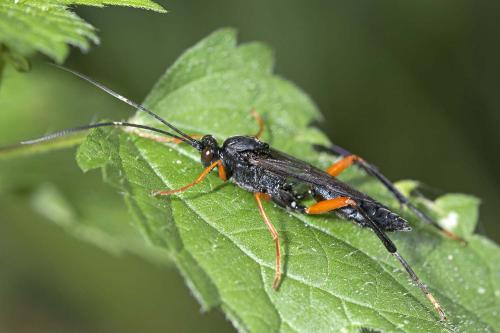 Hoplismenus terrificus