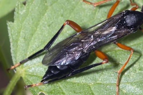 Hoplismenus terrificus