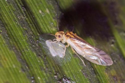 Valenzuela flavidus