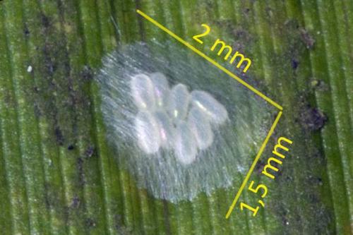 Valenzuela flavidus