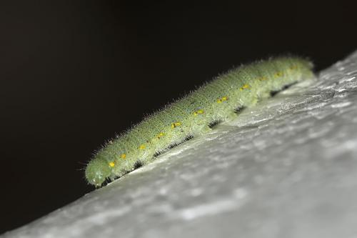 Pieris rapae