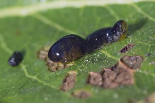 Caliroa cerasi