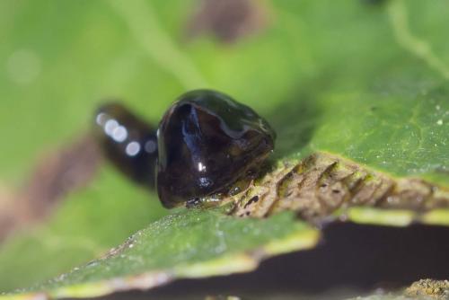 Caliroa cerasi