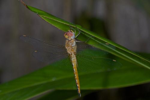 Pantala flavescens