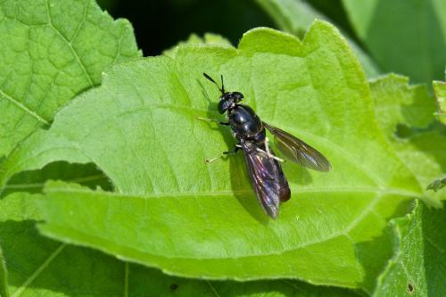 Hermetia illucens