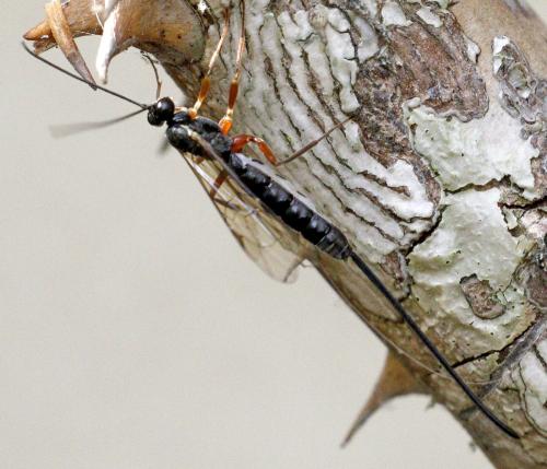 Liotryphon punctulatus